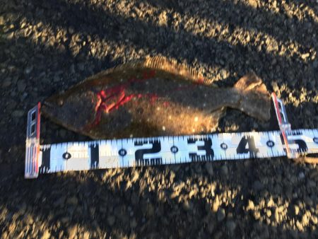 アジ釣り～飲ませ釣りまで順調